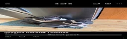 American Bully dogs for sale: Caidence  - Ad 7