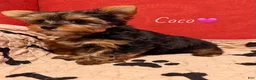 Yorkshire Terrier dogs for sale: Yorkshire Terrier Puppy 2 - Ad 3