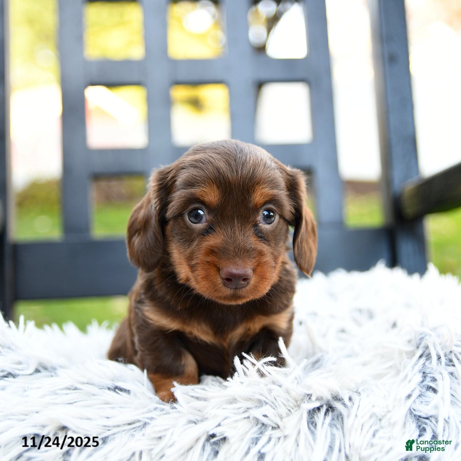 Miniature Dachshund dogs Tillie - Ad 2