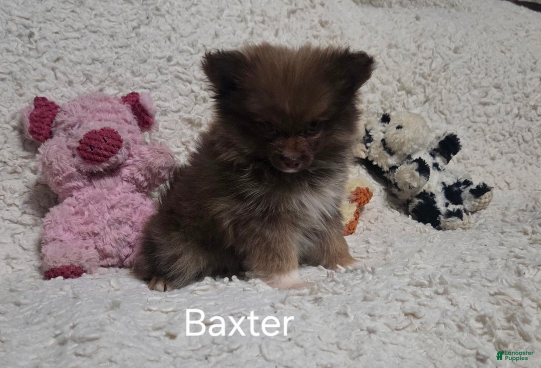 Pomeranian dogs for sale: Baxter - Ad 6