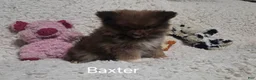 Pomeranian dogs for sale: Baxter - Ad 10