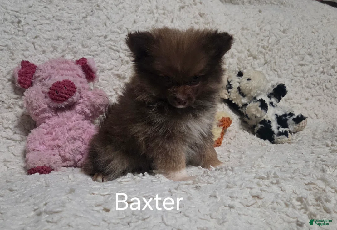 Pomeranian dogs for sale: Baxter - Ad 10