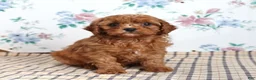 Cavapoo dogs for sale: Perry - Ad 4