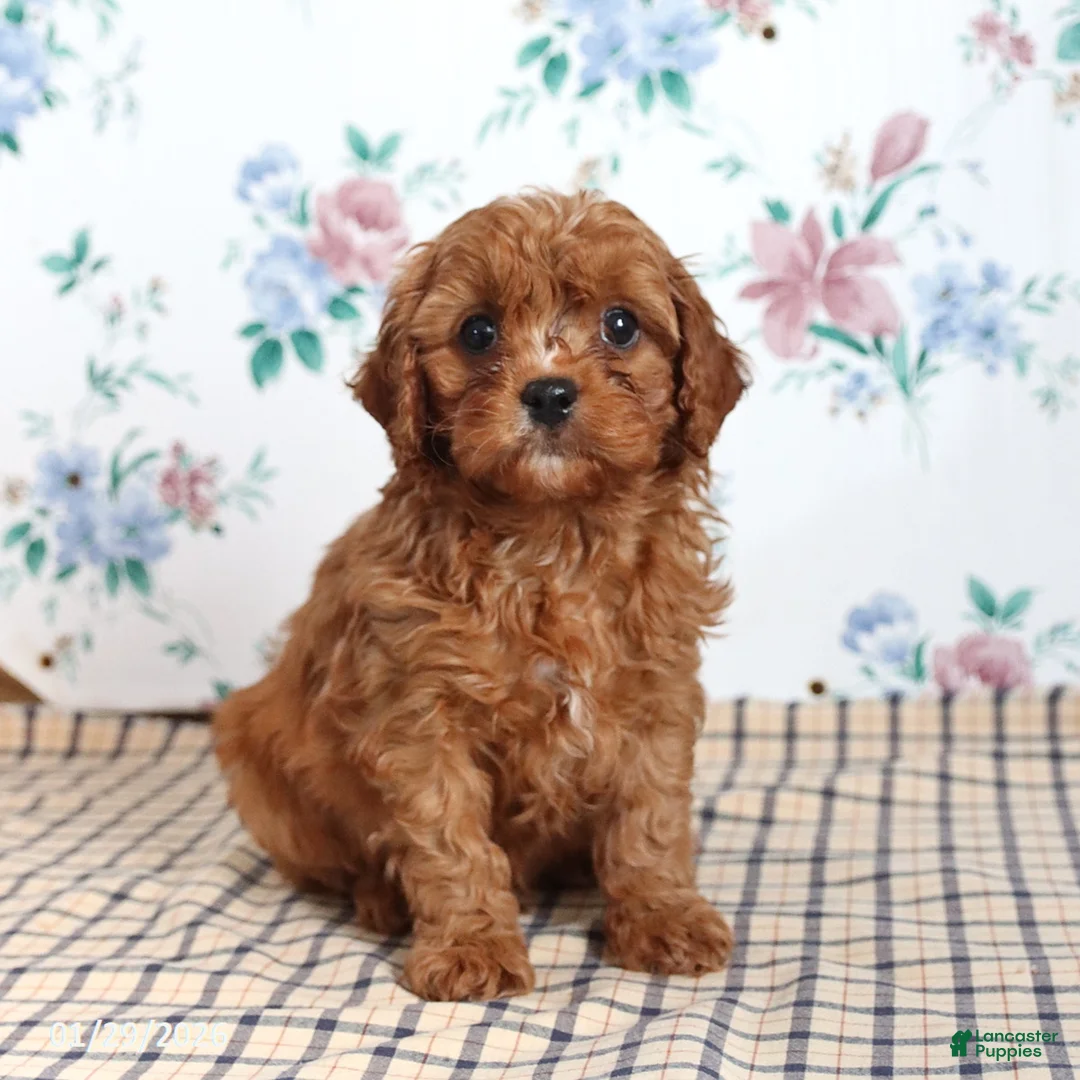 Cavapoo dogs for sale: Perry - Ad 4