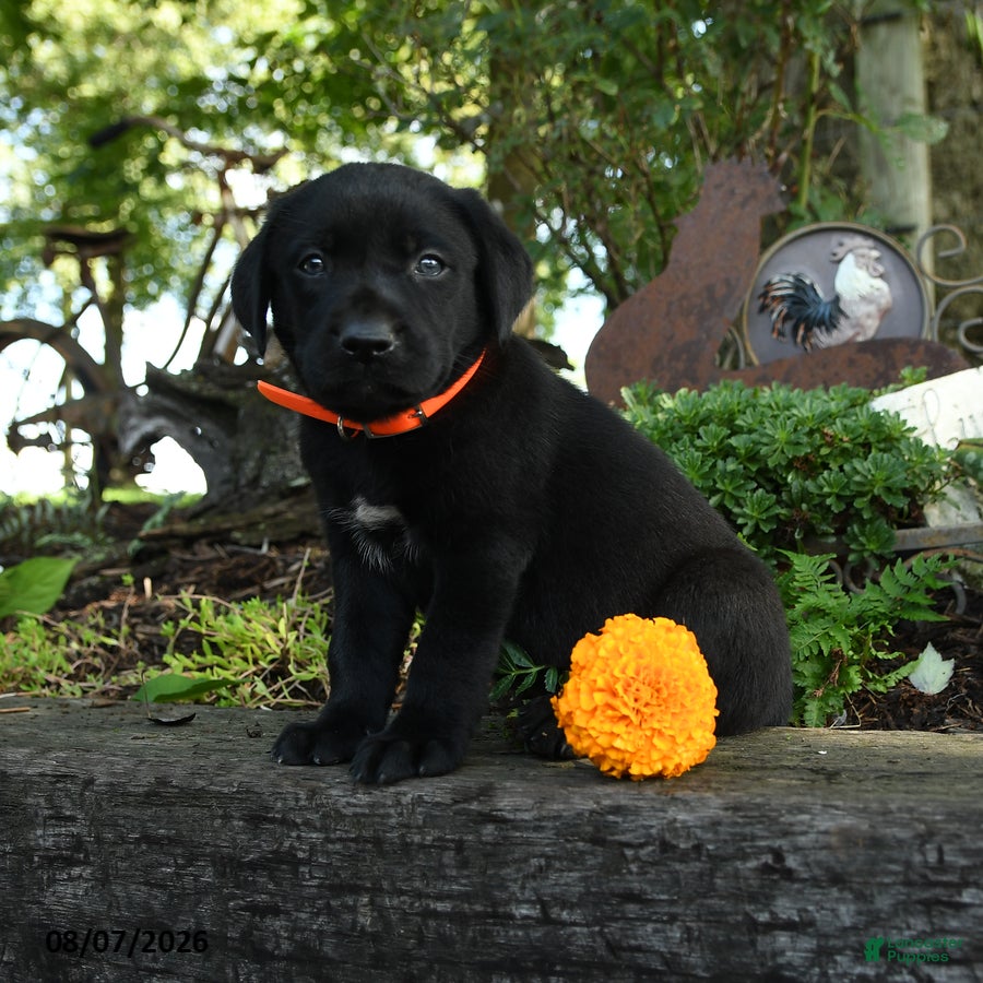 Labrador Retriever dogs Timmy - Ad 2