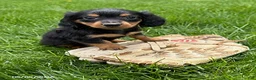 Miniature Dachshund dogs for sale: Harrison - Ad 1