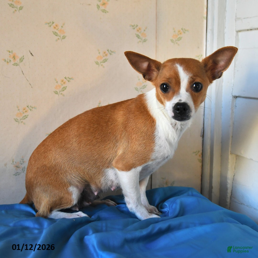 Chihuahua dogs for sale: Lori - Ad 3