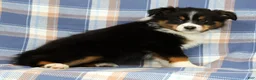 Australian Shepherd dogs for sale: Molly - Ad 5
