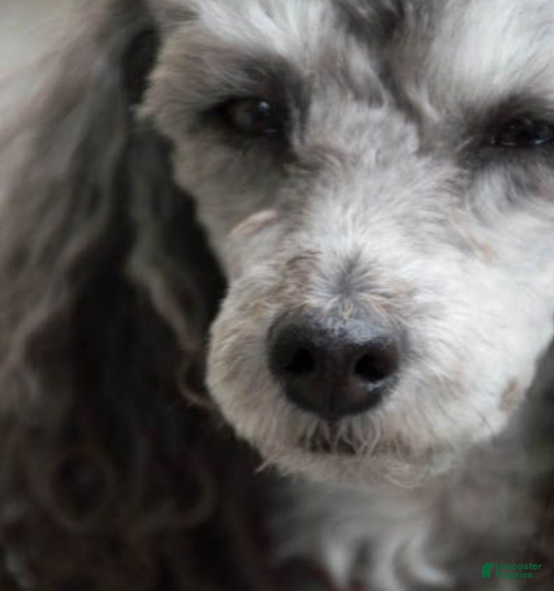 Jackapoo dogs for sale: Holly - Ad 5