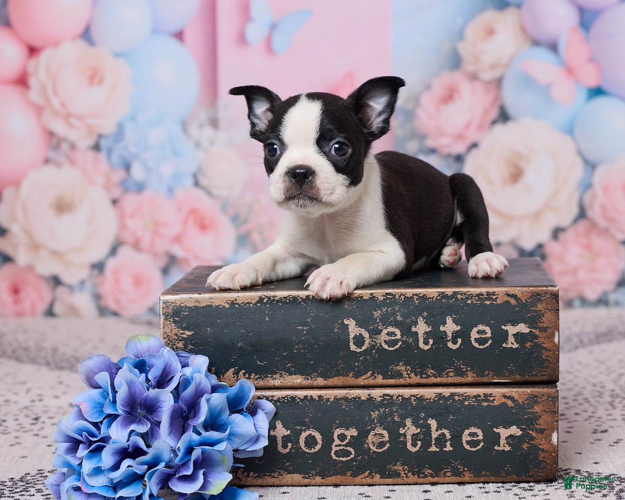 Boston Terrier dogs Joe - Ad 1