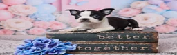 Boston Terrier dogs for sale: Joe - Ad 1