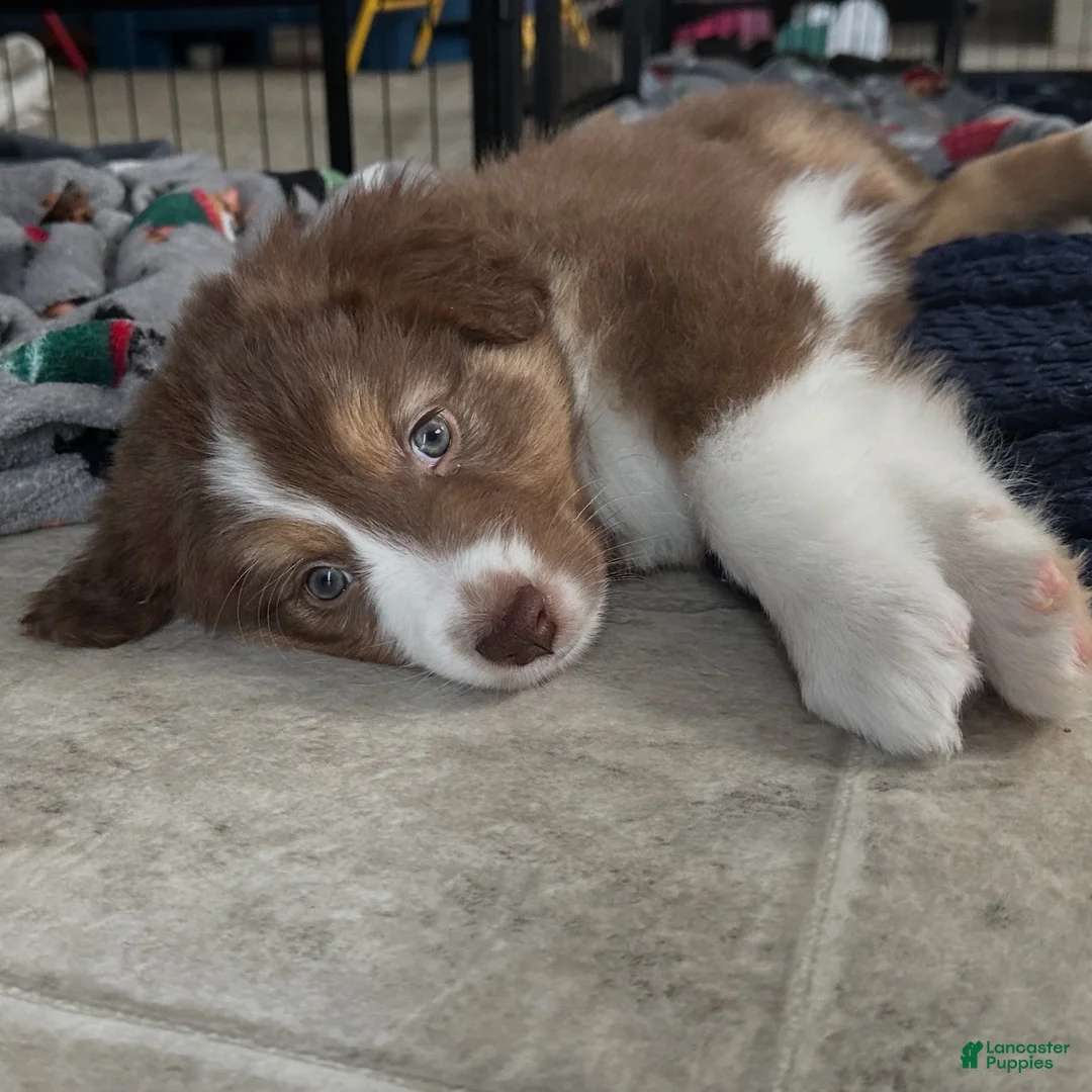 Australian Shepherd dogs for sale: Midnight Cheese  - Ad 2