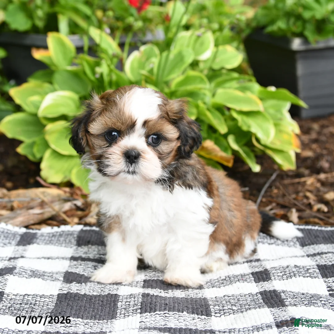 Shih Tzu dogs for sale: Boone - Ad 1