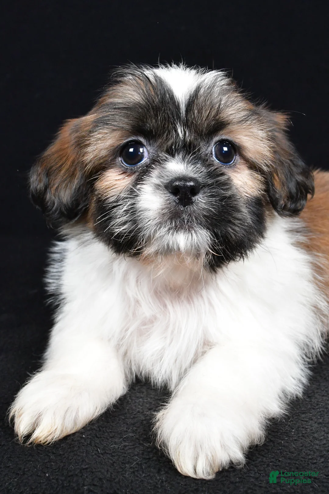 Shih Tzu dogs for sale: Bailey - Ad 5