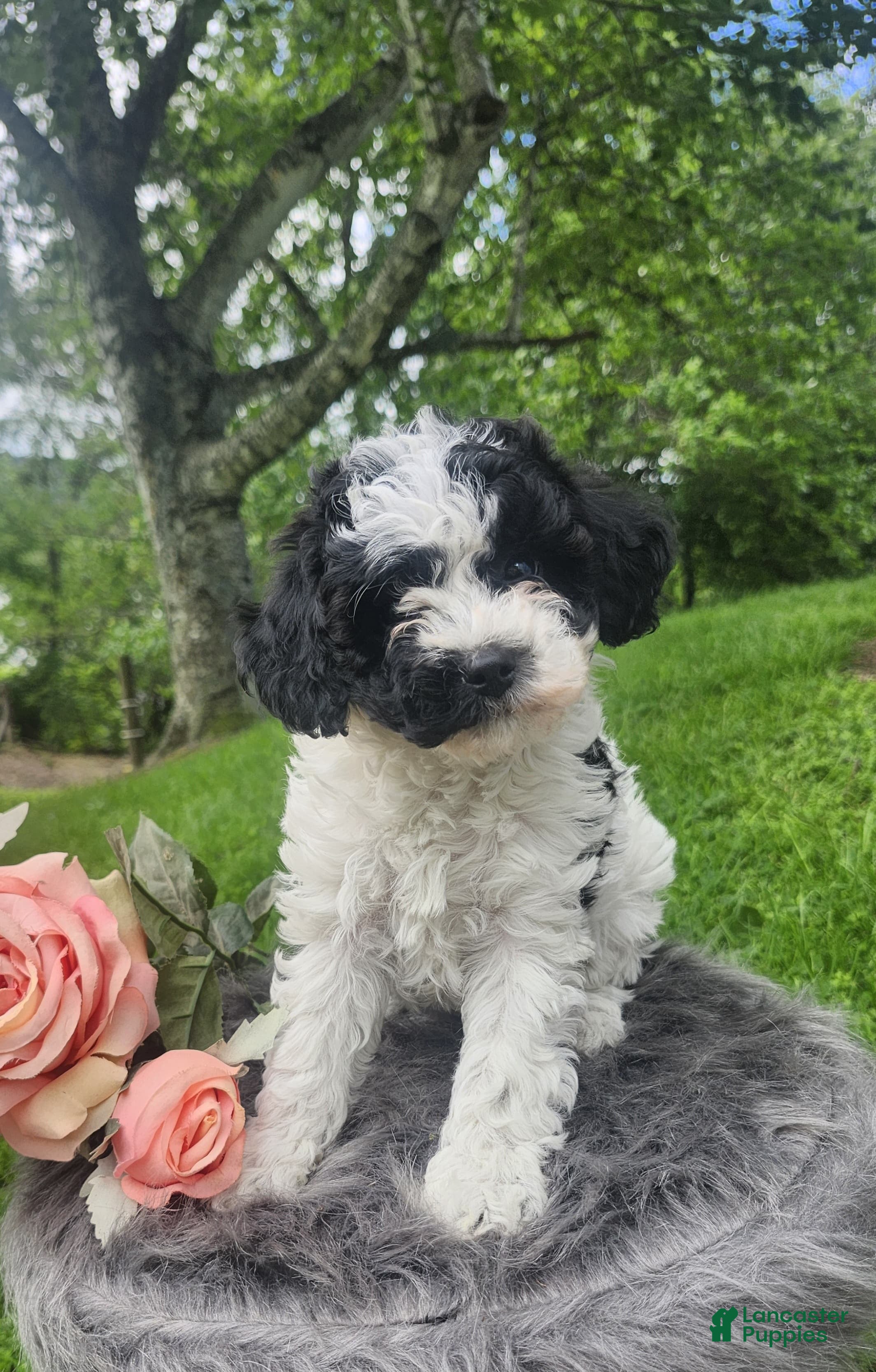 Cavapoo dogs Rosie - Ad 1