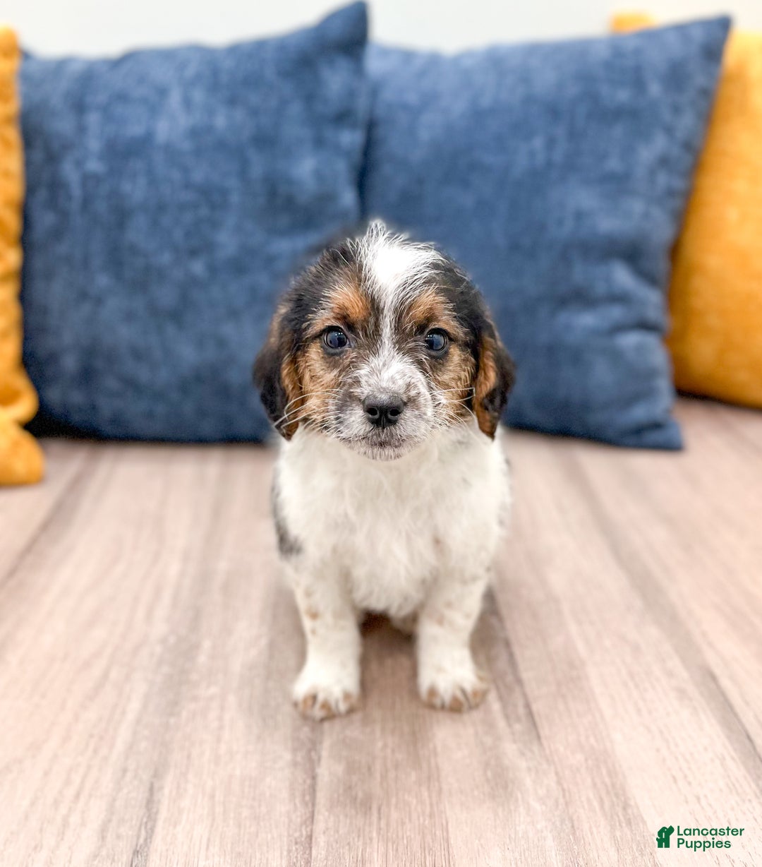 Beaglier dogs for sale: Jane - Ad 1