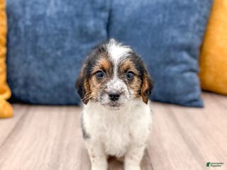 Beaglier dogs Jane - Ad 38