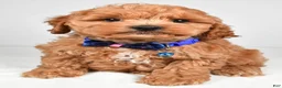 Cockapoo dogs for sale: Vince - Ad 6