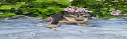 Dachshund dogs for sale: Prince - Ad 5