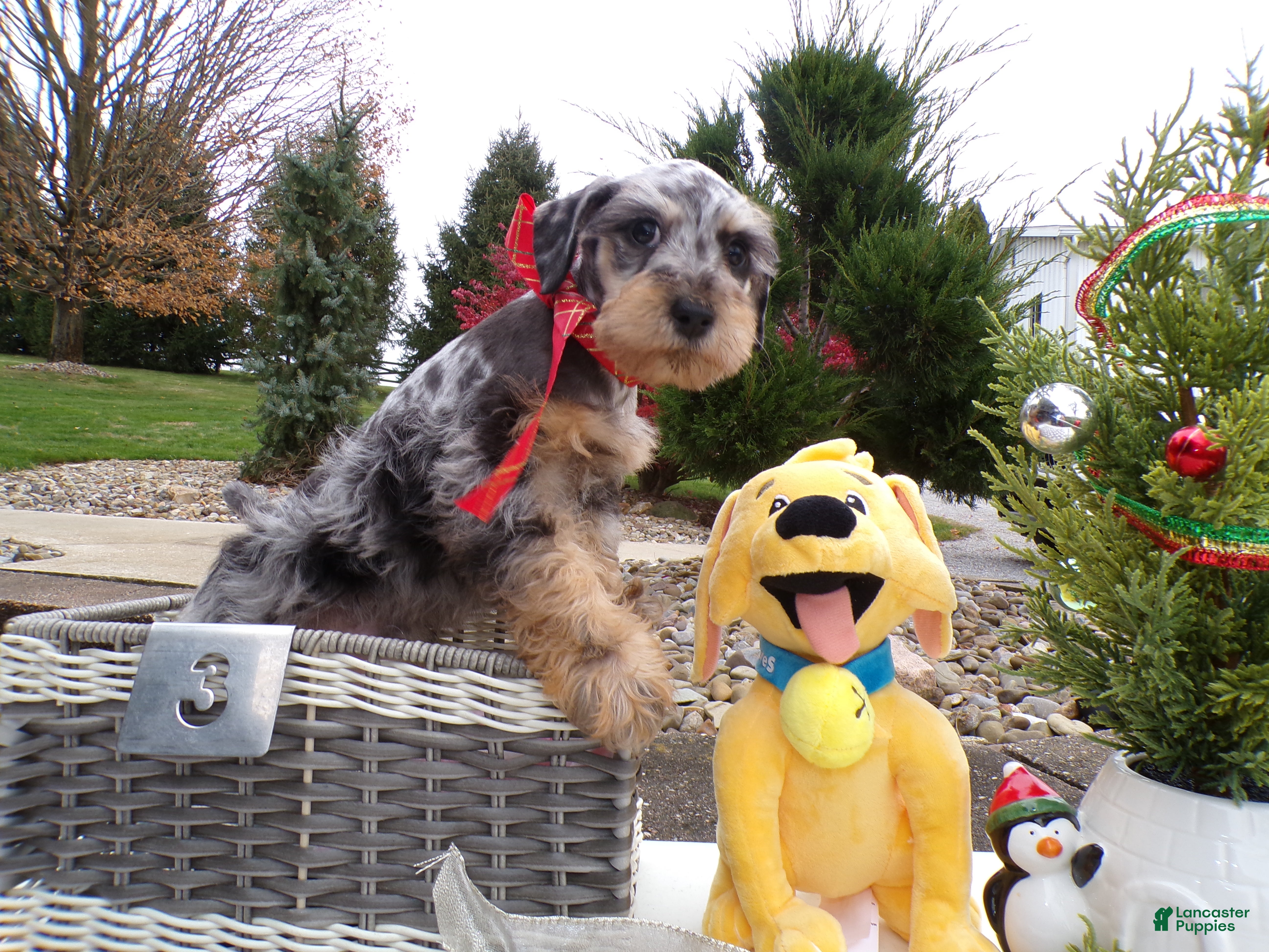 Schnoodle dogs Schnoodle Puppy 3 Leon - Ad 14