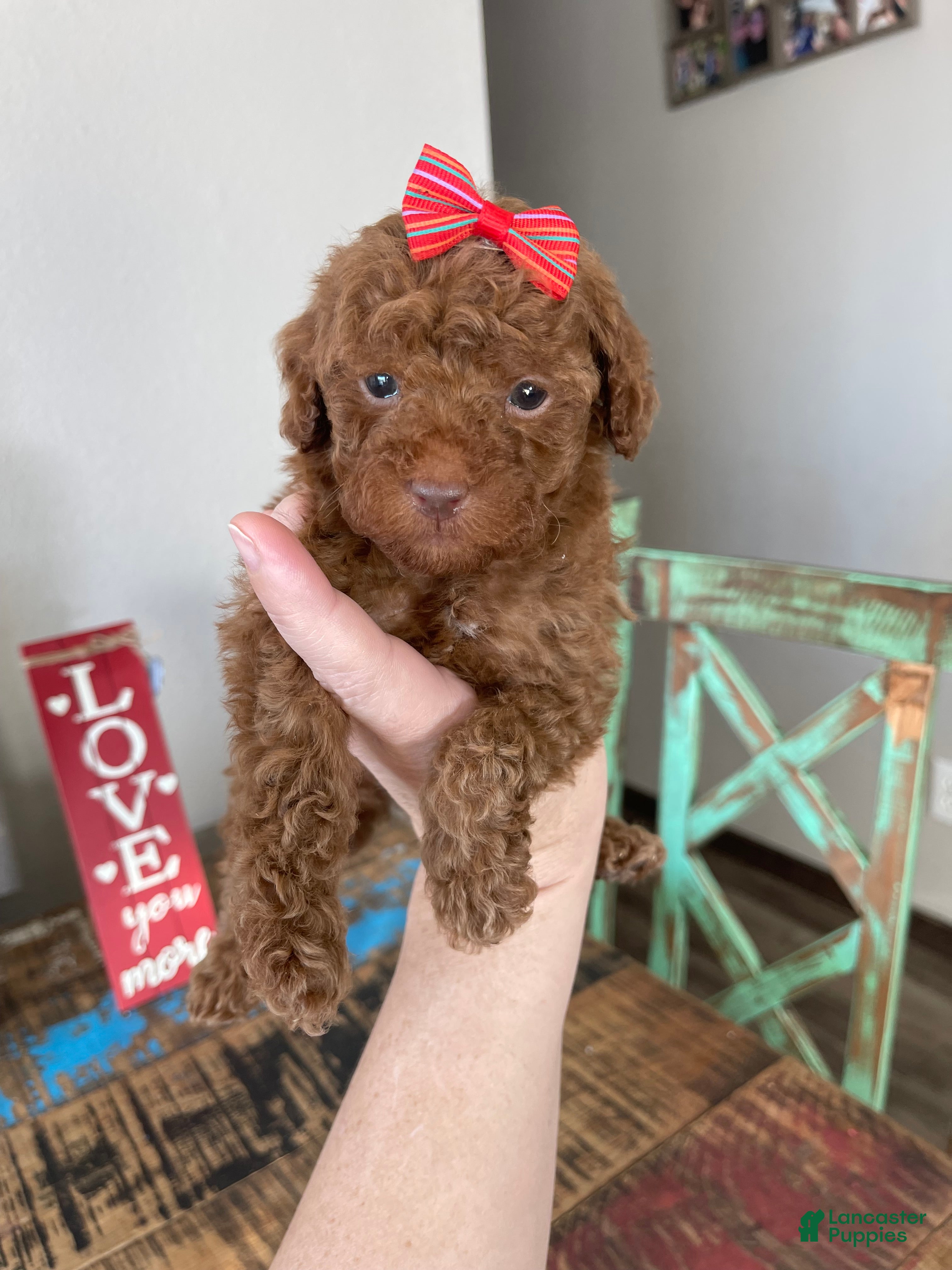 Toy Poodle dogs Akc Bred Color Red Red Bow - Ad 16