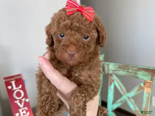 Toy Poodle dogs Akc Bred Color Red Red Bow - Ad 16