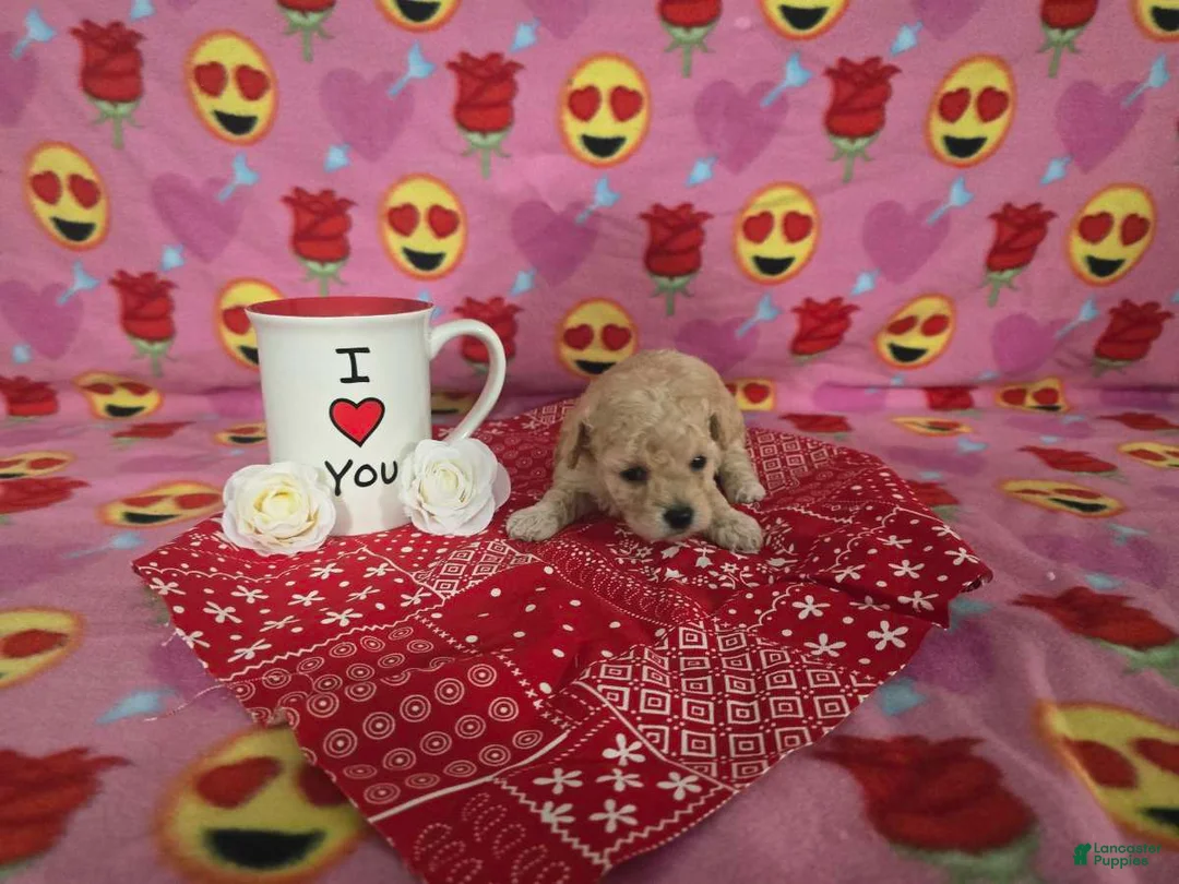 Toy Poodle dogs for sale: Toy Poodle Puppy 2 - Ad 7