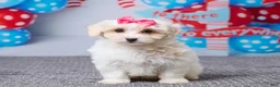 Maltipoo dogs for sale: Holly - Ad 1