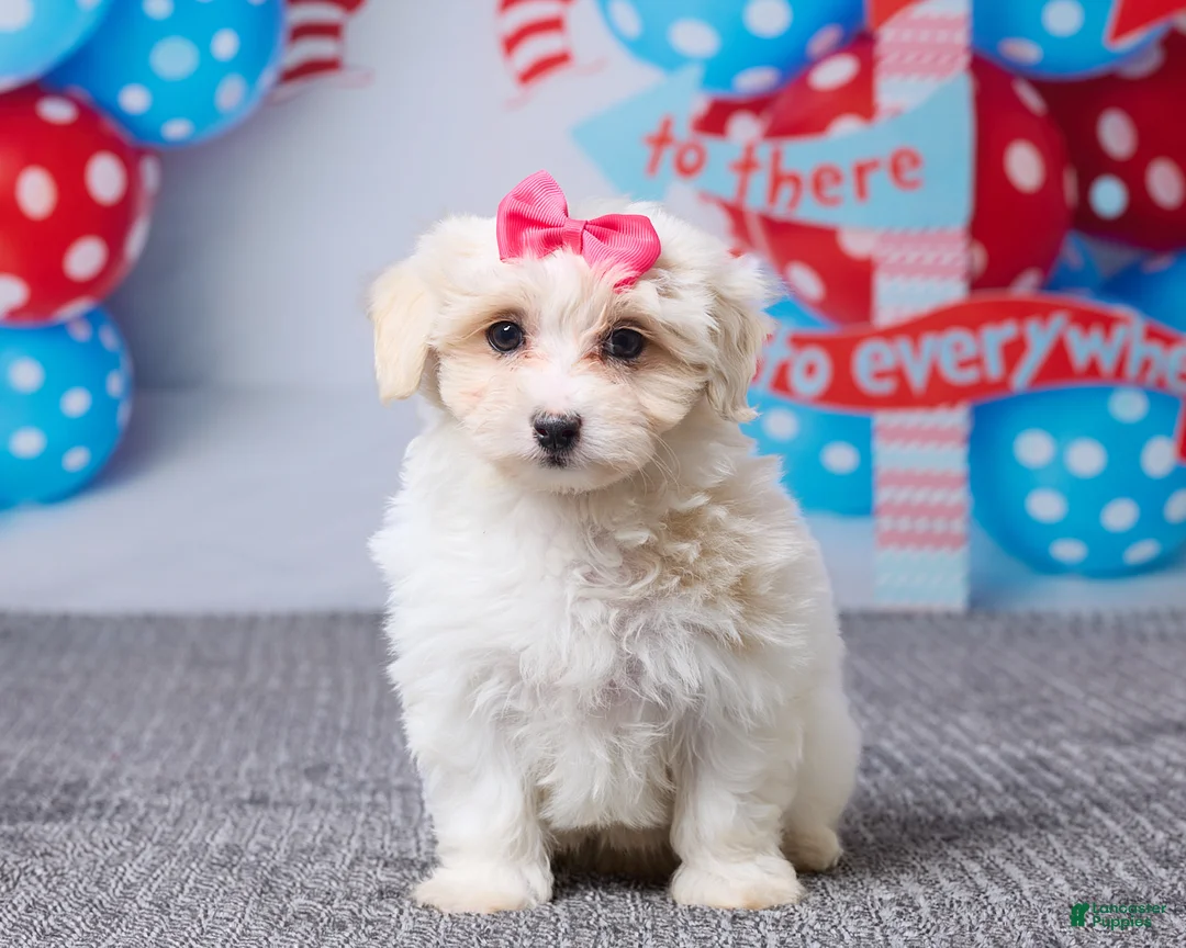 Maltipoo dogs for sale: Holly - Ad 1