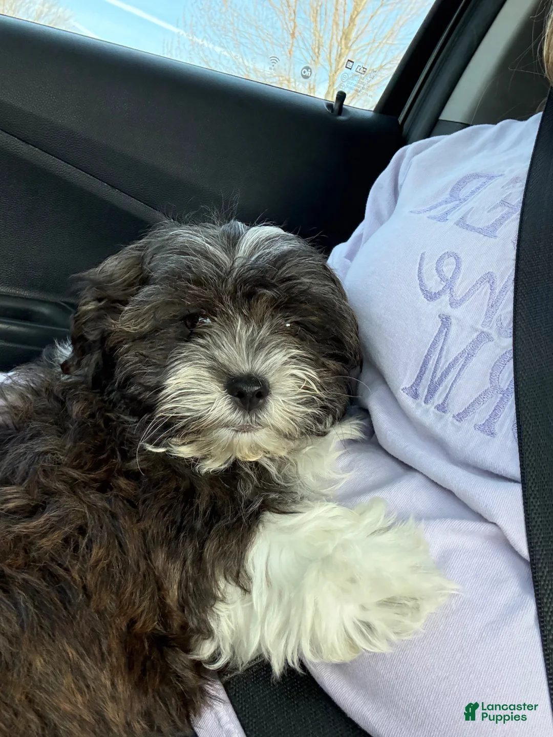 Teddy Bear dogs for sale: Teddy Bear Puppy 1 - Ad 1