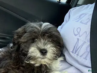 Teddy Bear dogs Teddy Bear Puppy 1 - Ad 6