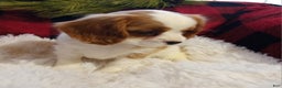Cavalier King Charles Spaniel dogs for sale: Macy - Ad 3