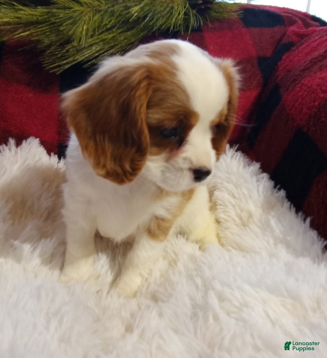 Cavalier King Charles Spaniel dogs for sale: Macy - Ad 3