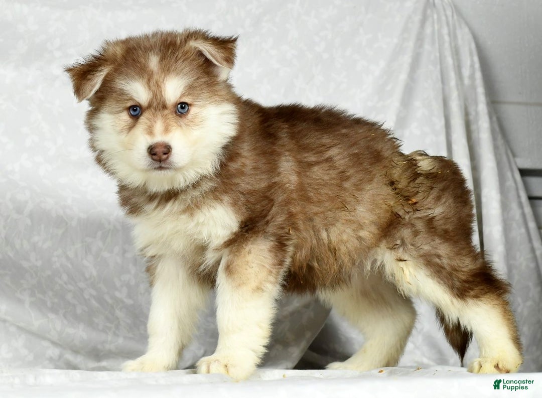 Home raised Siberian Husky Puppies for sale Lancaster Puppies