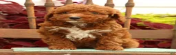 Miniature Poodle dogs for sale: Sonic - Ad 6
