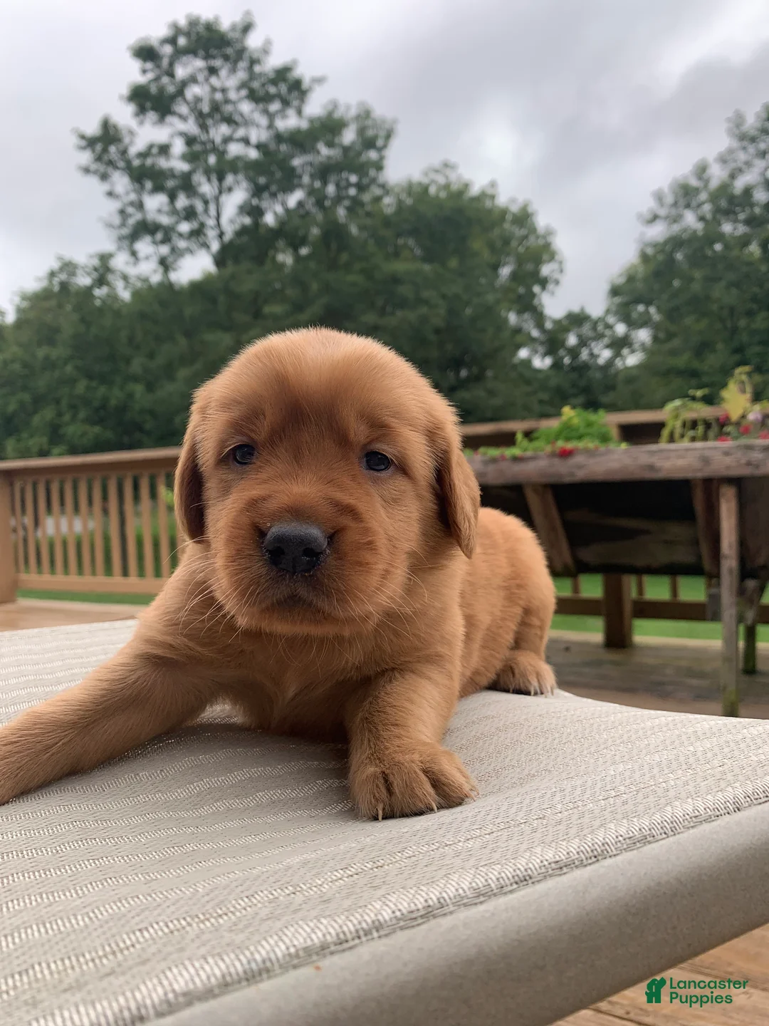 Golden Retriever dogs for sale: Gypsy - Ad 2