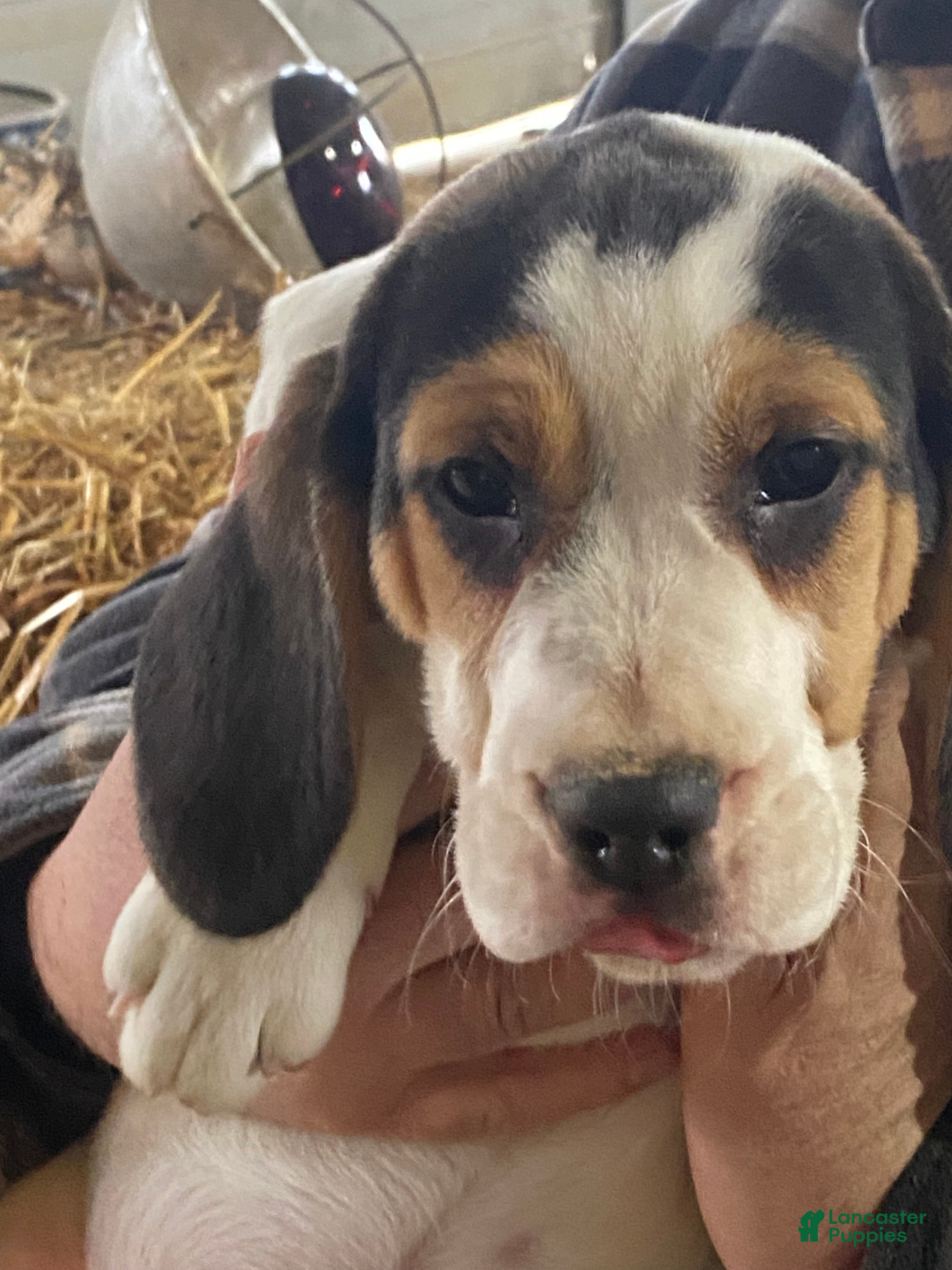 Mixed Breed dogs Snowball  - Ad 1