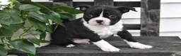 Boston Terrier dogs for sale: Preston - Ad 5
