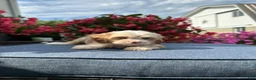 Cavapoo dogs for sale: Nola - Ad 3