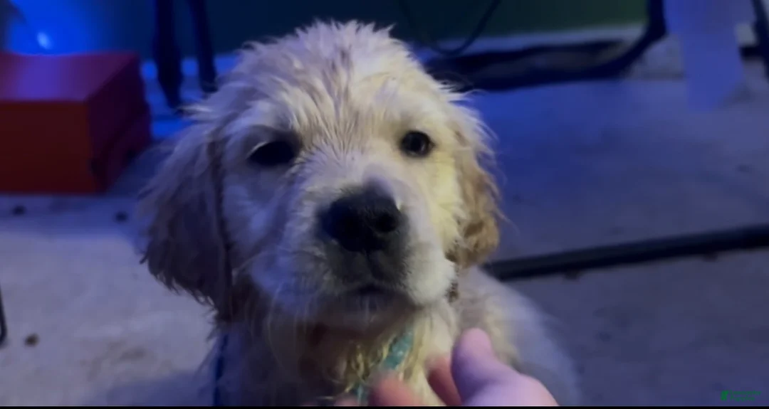 Golden Retriever dogs for sale: Nova - Ad 1