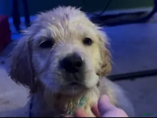 Golden Retriever dogs Nova - Ad 25
