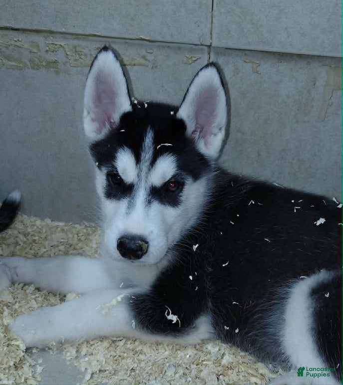 Siberian Husky dogs Big Mack - Ad 1