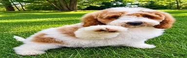 Tucker Mini Goldendoodle F1B