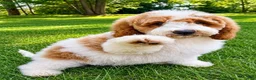 Mini Goldendoodle dogs for sale: Tucker Mini Goldendoodle F1B - Ad 1