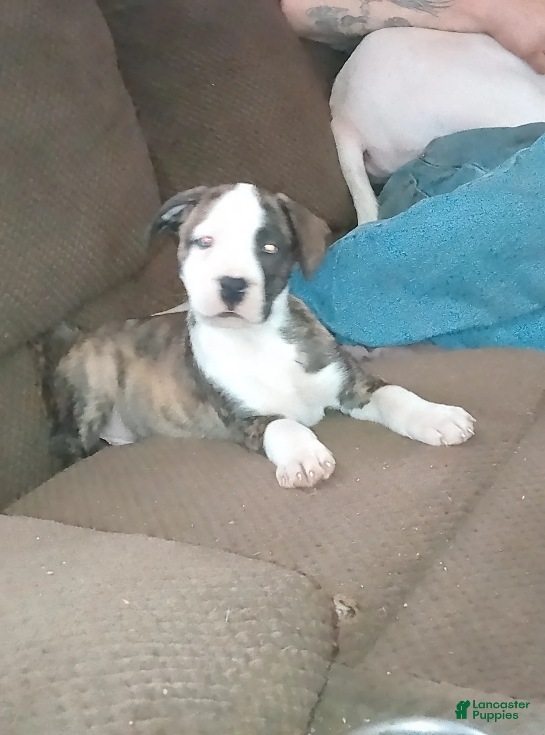 American Pit Bull Terrier dogs for sale: American Pit Bull Terrier Puppy 2 - Ad 2