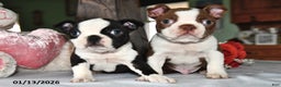Boston Terrier dogs for sale: King - Ad 3