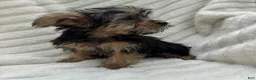 Yorkshire Terrier dogs for sale: Vinny - Ad 5