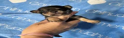 Chihuahua dogs for sale: Jed Short Coat - Ad 7