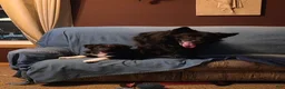 Mixed Breed dogs for sale: Saydee - Ad 7