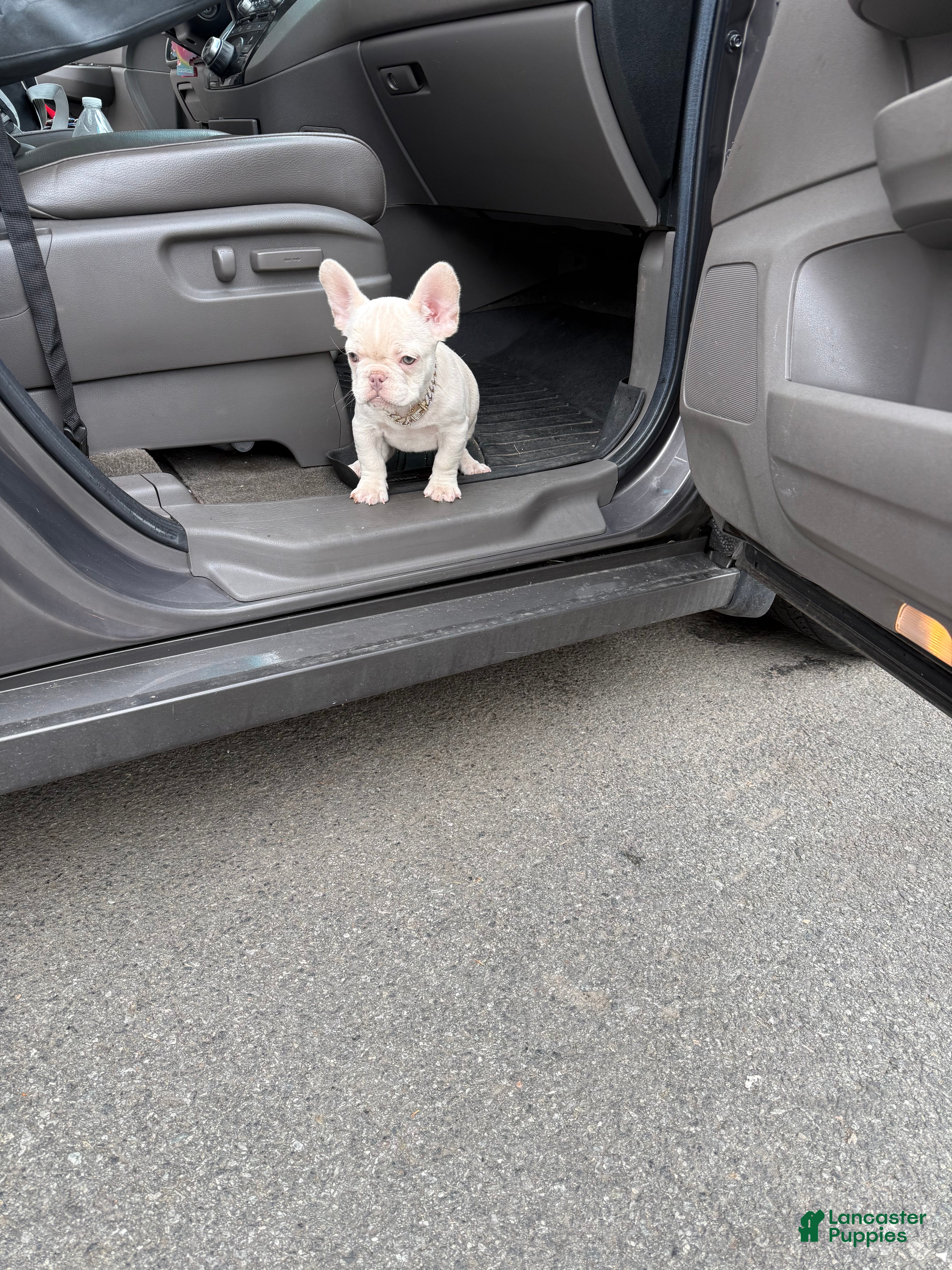 French Bulldog dogs for sale: French Bulldog Puppy 4 - Ad 2